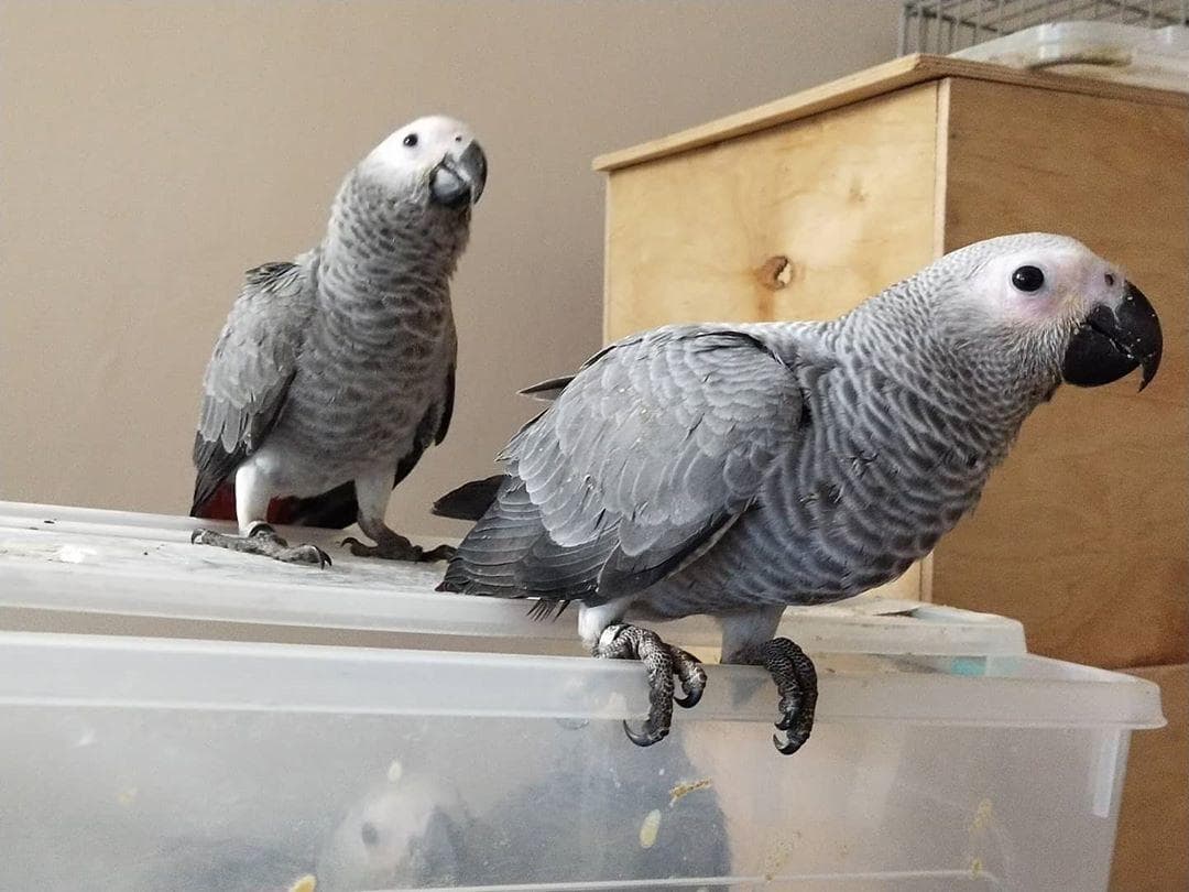 Parrot Breeder – Farm Raised Excellence Amazing Birds Farm