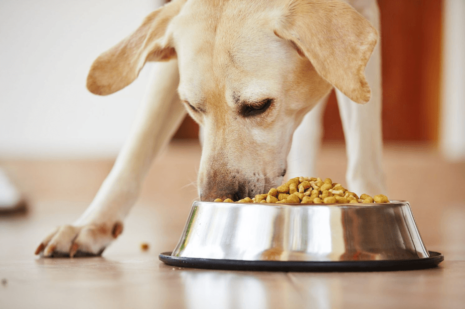 How Dr Martys Dog Food Supports Joint and Bone Health