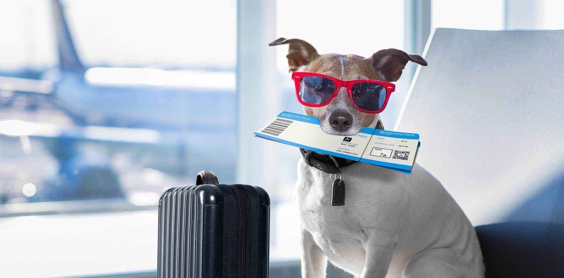 Vet Home Certs: Easy Animal Health Certificates Across the UK