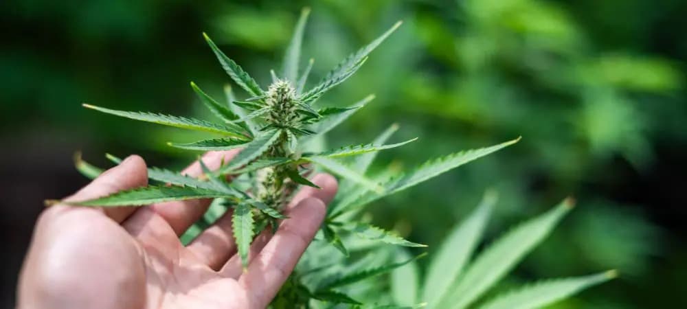 Cannabis Madrid – Explore Cannabis Madrid | Clubs Cannabis Madrid