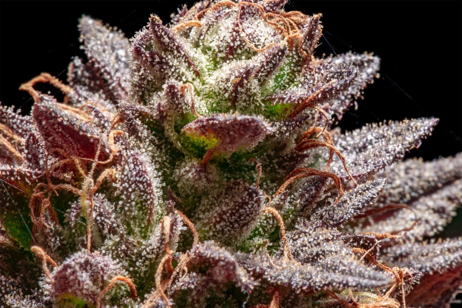 Jealousy Strain Limited Batch at Bud Cargo – Exclusive BC Farm Drops