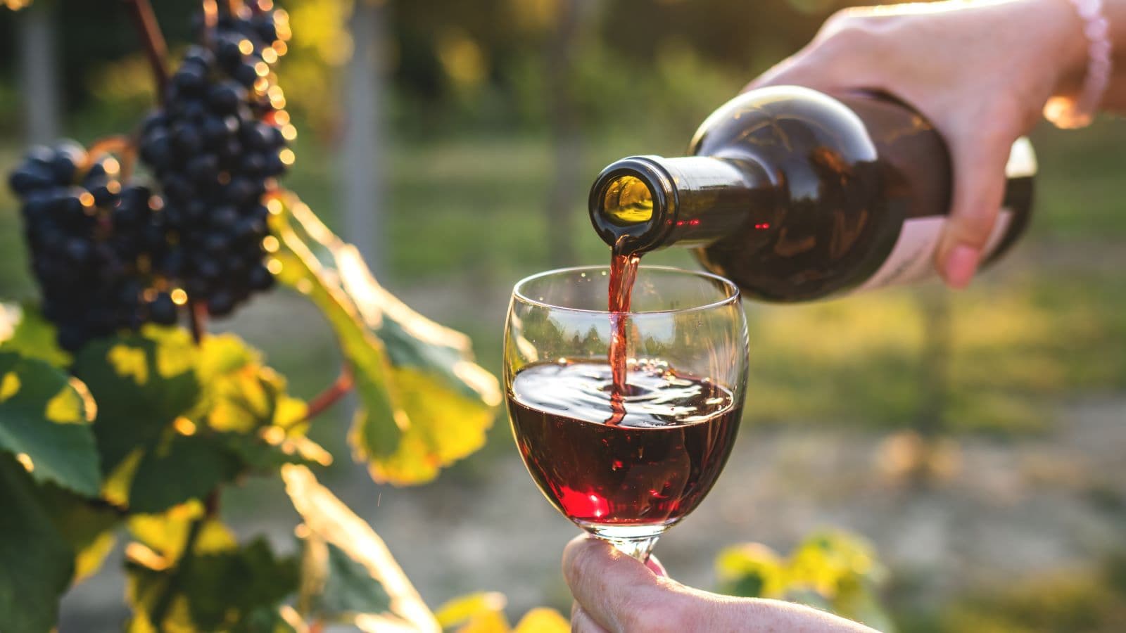 Hidden Gems Among Clarksburg CA Wineries