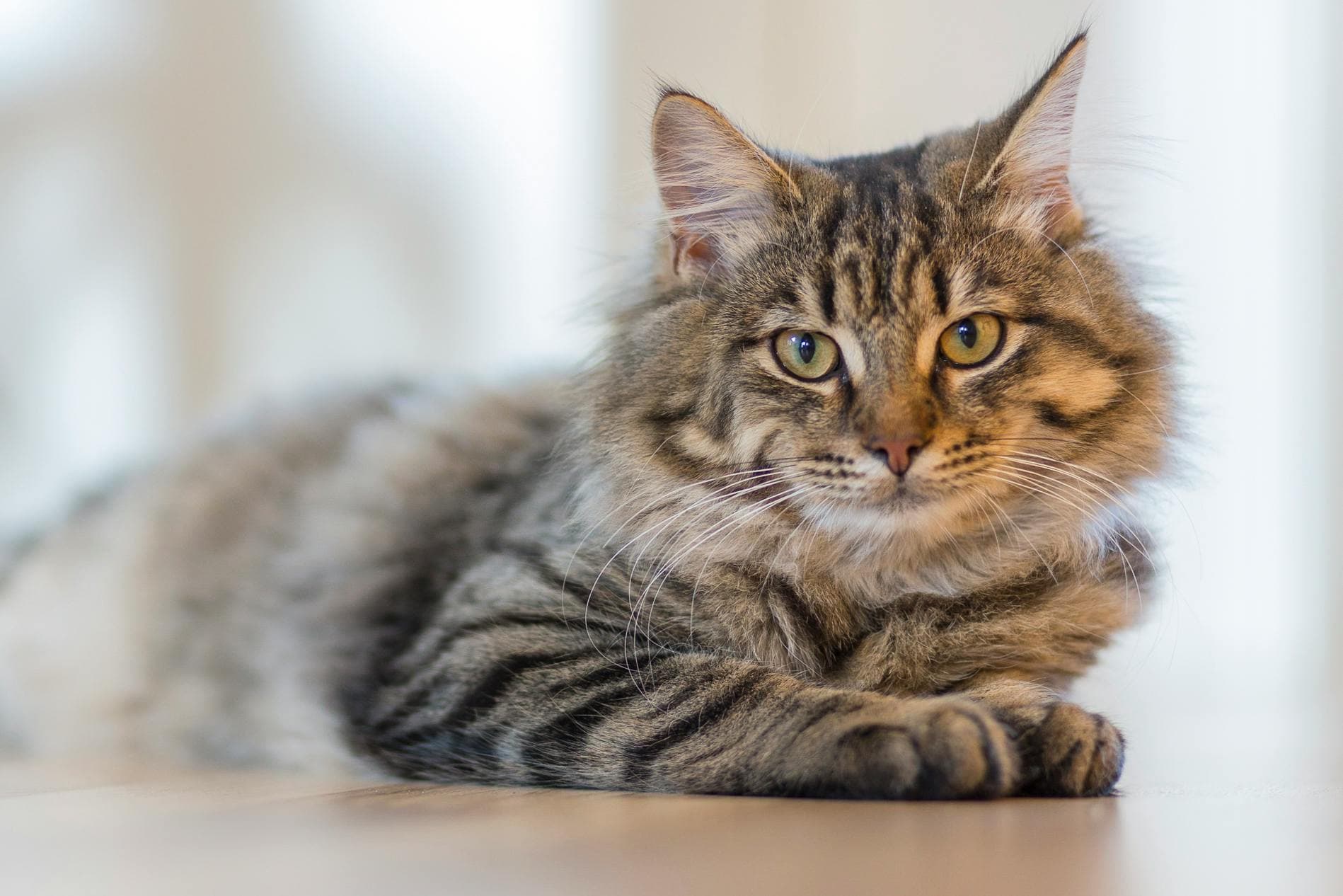 Pedigreed Maine Coon Kittens for Sale Sacramento Cat Lovers Trust