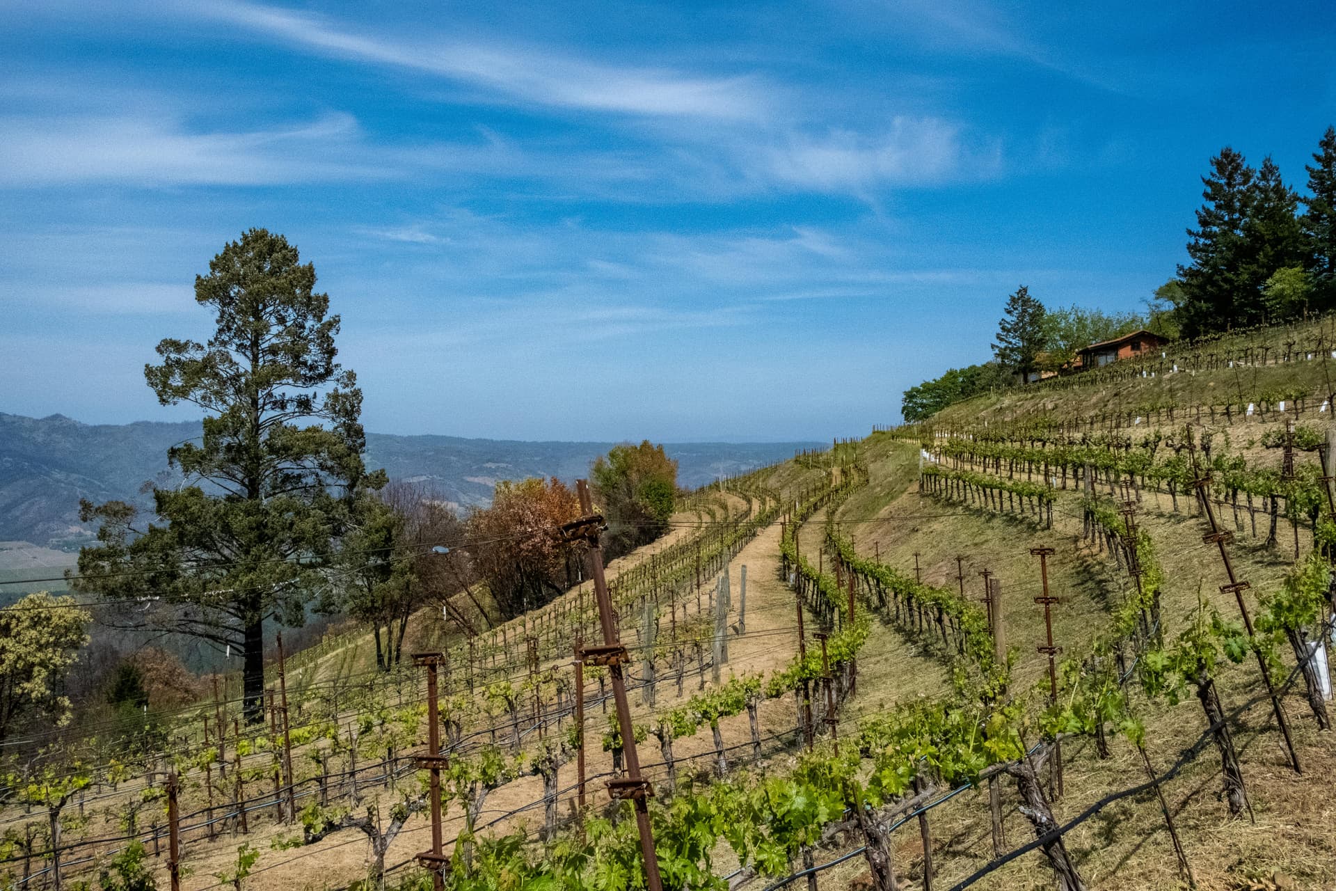 Winery Sacramento Locations Perfect for Relaxation and Wine