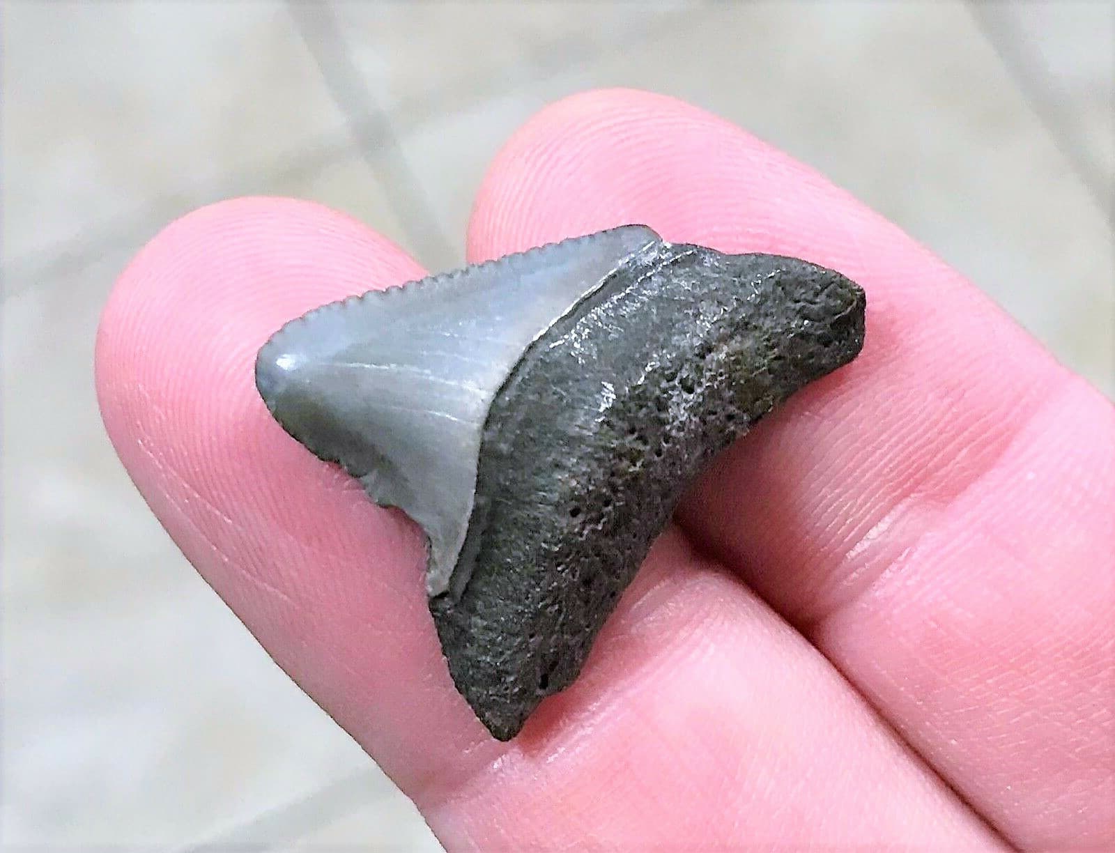 DISPLAY YOUR COLLECTION WITH AUTHENTIC MEGALODON TEETH FROM TRUSTED SOURCES