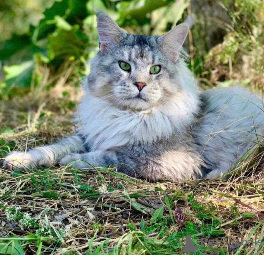 Home-Raised Maine Coon Kittens Available Near San Francisco Bay