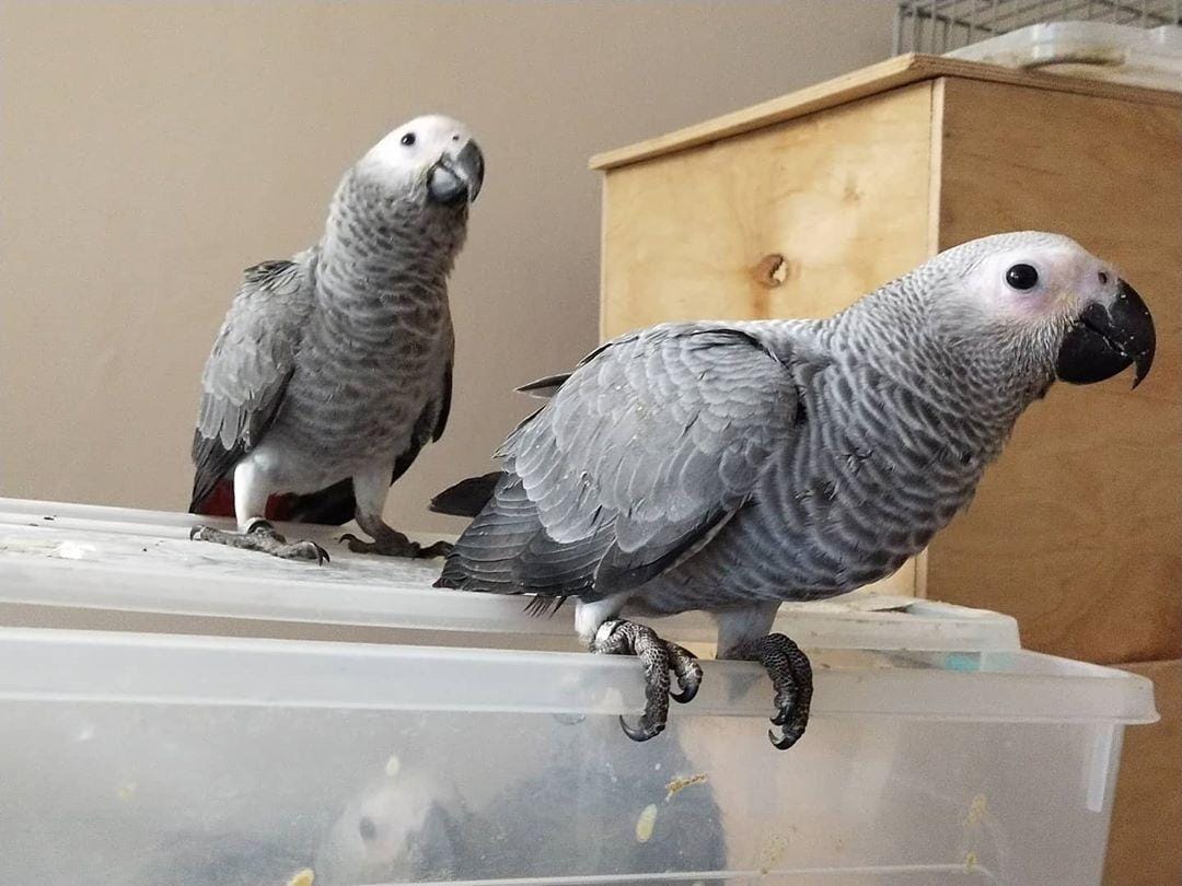 Parrot Breeder – Farm Raised Excellence Amazing Birds Farm