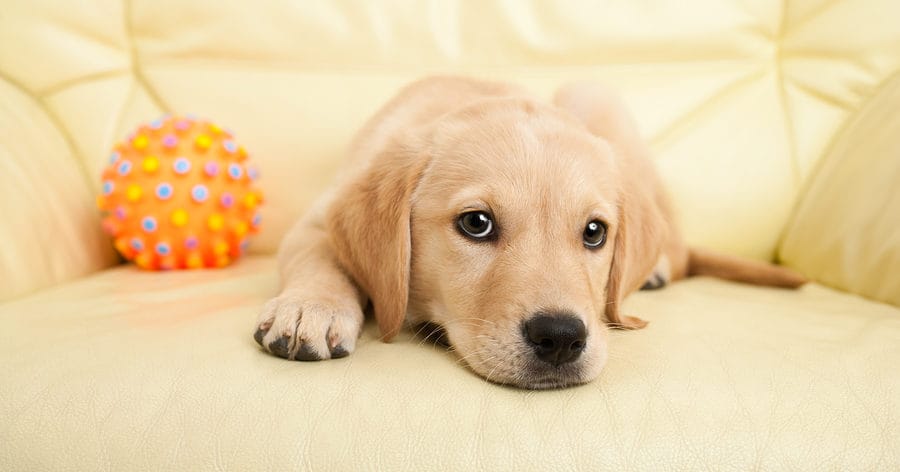 Dog Trainer on TV: What Sets the Best Apart (And How to Spot One)