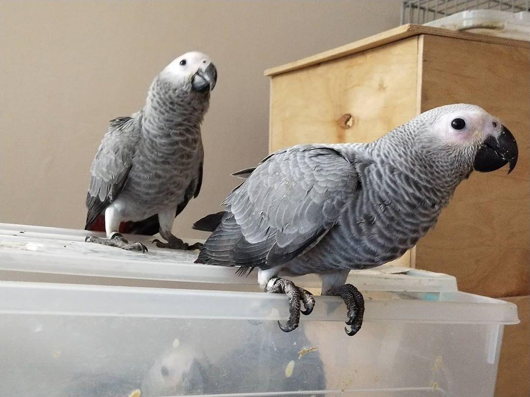 Parrot Breeder – Farm Raised Excellence Amazing Birds Farm