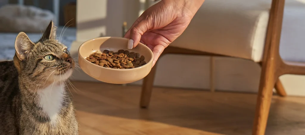 nacho cat food reviews