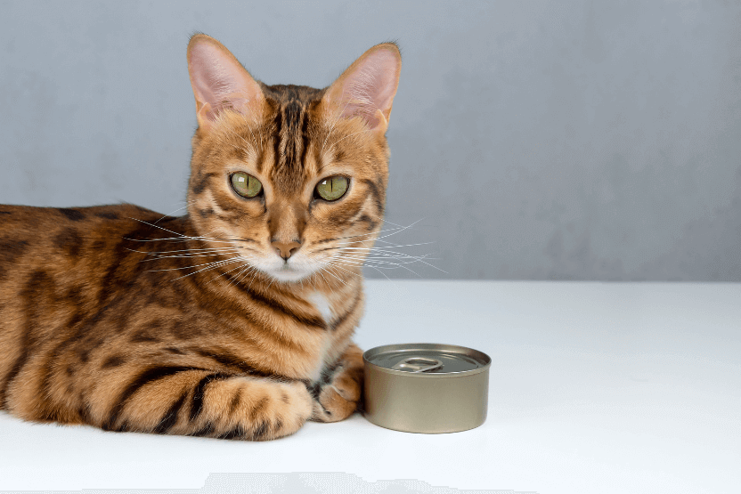 nacho cat food reviews